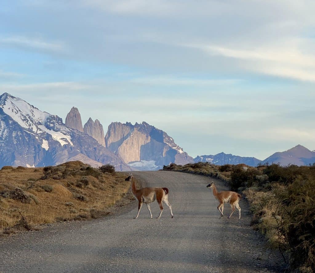 guanacos torresdelpaine