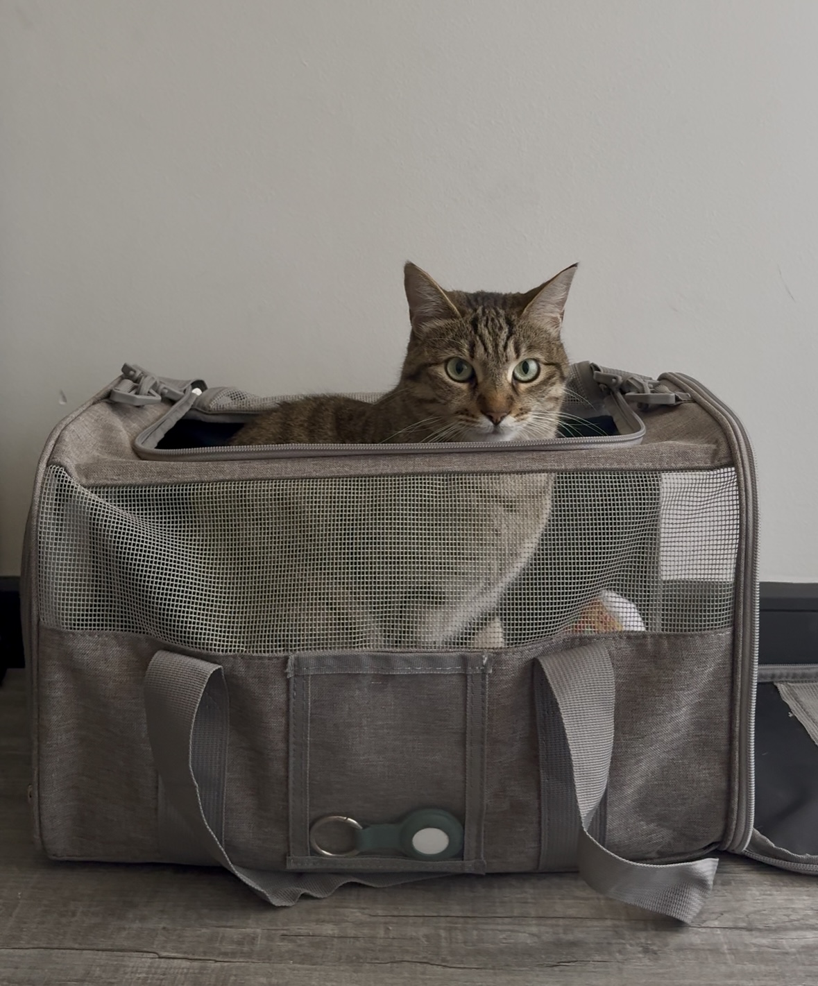cat in carrier